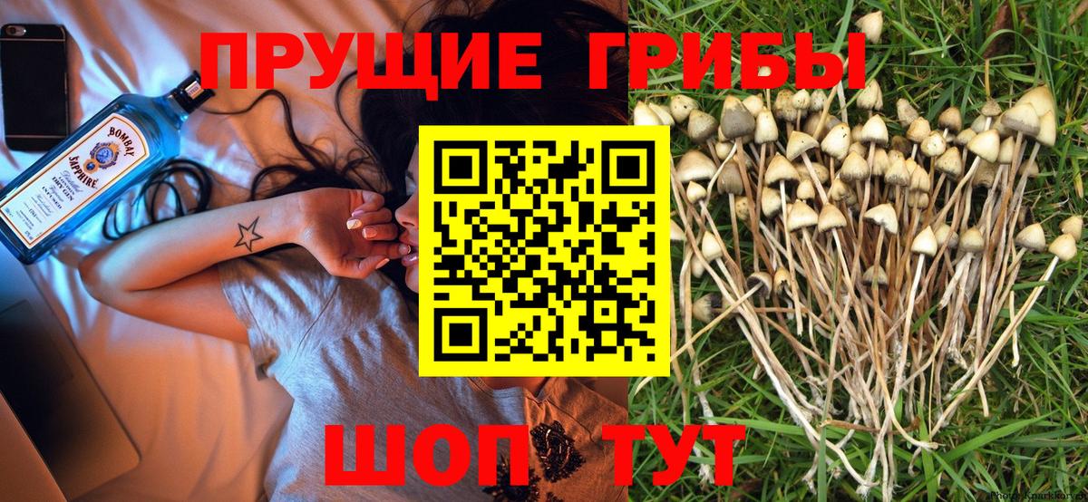 Галлюциногенные грибы прущие грибы  Вход с VPN  купить   Реутов  Галлюциногенные грибы Psilocybe 